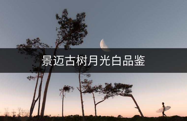 景邁古樹月光白品鑒 景邁古樹月光白品鑒