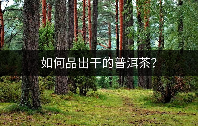 如何品出干的普洱茶？