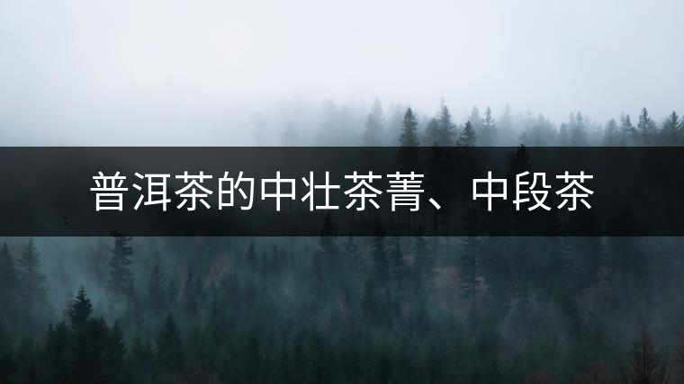 普洱茶的中壯茶菁、中段茶