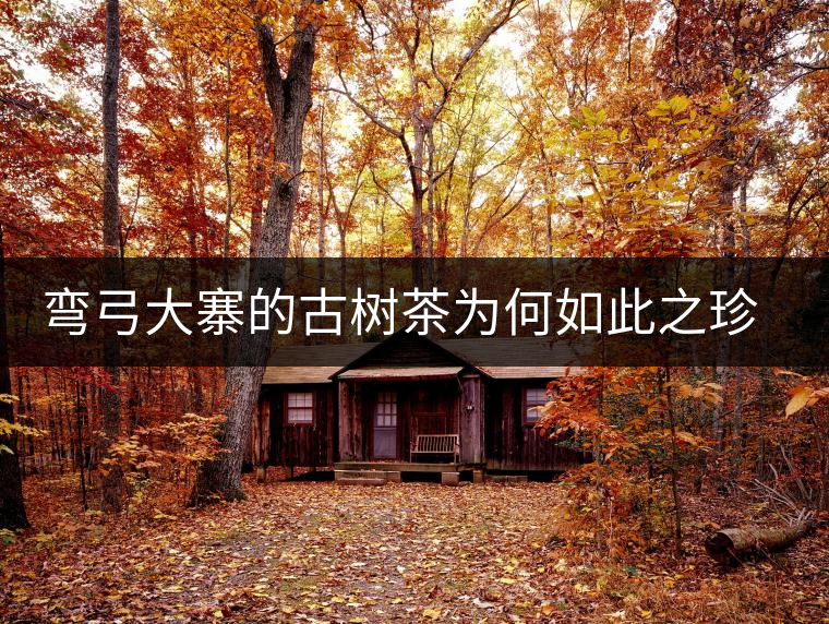 彎弓大寨的古樹茶為何如此之珍貴？