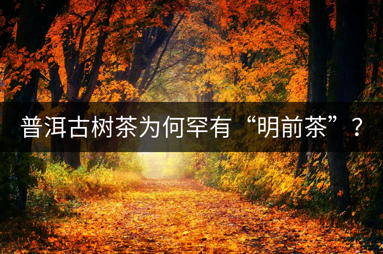 普洱古樹茶為何罕有“明前茶”？