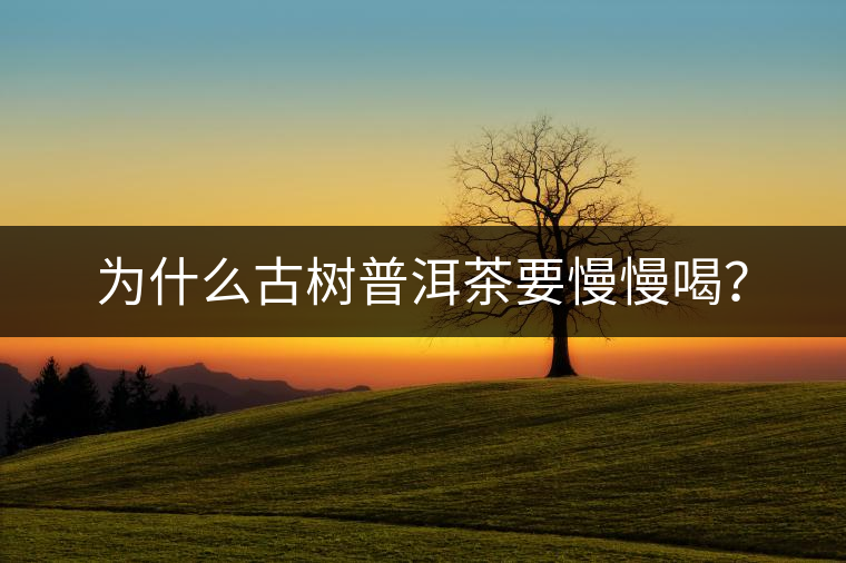 為什么古樹(shù)普洱茶要慢慢喝？