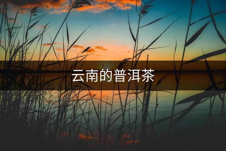 云南的普洱茶 云南的普洱茶