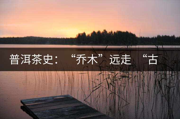 普洱茶史:“喬木”遠(yuǎn)走 “古樹”時(shí)代的到來(lái) 普洱茶史:“喬木”遠(yuǎn)走 “古樹”時(shí)代的到來(lái)