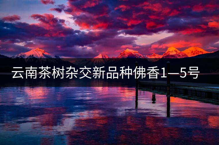 云南茶樹(shù)雜交新品種佛香1—5號(hào)介紹