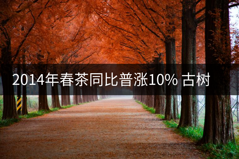 2014年春茶同比普漲10% 古樹普洱茶或?qū)⑸细?倍