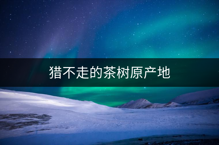 獵不走的茶樹原產(chǎn)地 獵不走的茶樹原產(chǎn)地