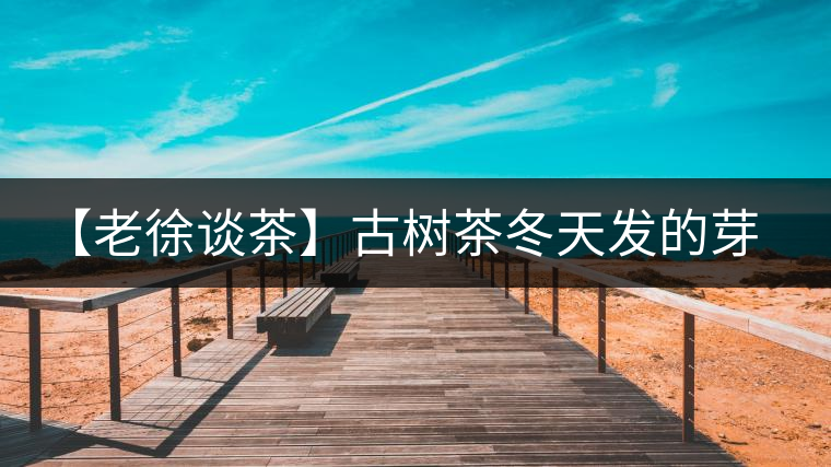 【老徐談茶】古樹茶冬天發(fā)的芽稱為冬茶？滋味如何呢？