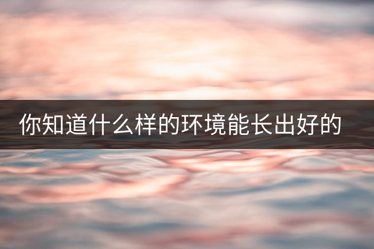 你知道什么樣的環(huán)境能長(zhǎng)出好的古樹(shù)普洱茶嗎？