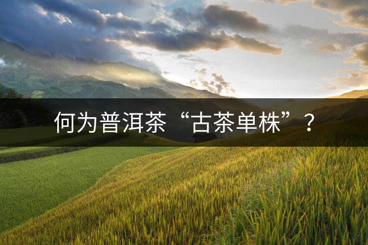 何為普洱茶“古茶單株”？