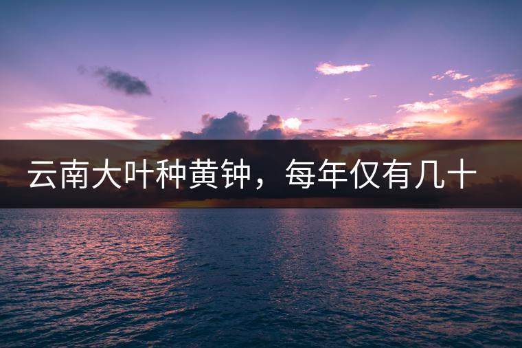 云南大葉種黃鐘，每年僅有幾十公斤的產(chǎn)量，堪稱茶界的“大熊貓”