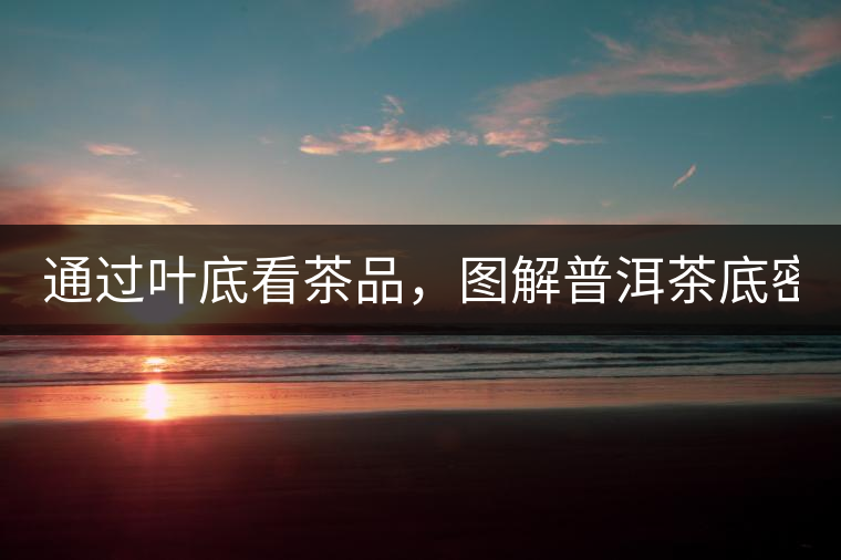 通過葉底看茶品，圖解普洱茶底密碼！