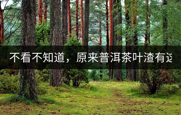 不看不知道，原來(lái)普洱茶葉渣有這么多作用！