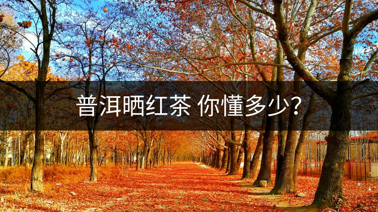 普洱曬紅茶 你懂多少？