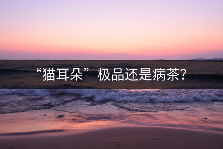 “貓耳朵”極品還是病茶？