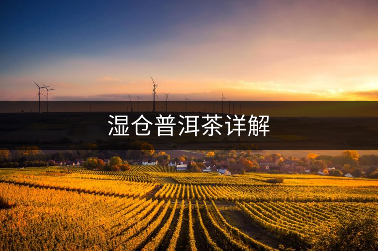 濕倉(cāng)普洱茶詳解