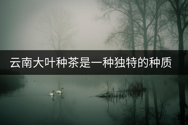 云南大葉種茶是一種獨特的種質資源