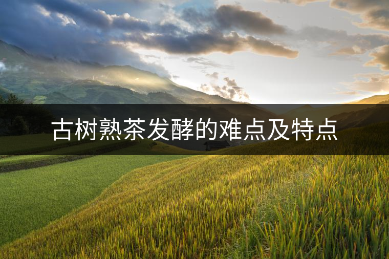 古樹熟茶發(fā)酵的難點及特點
