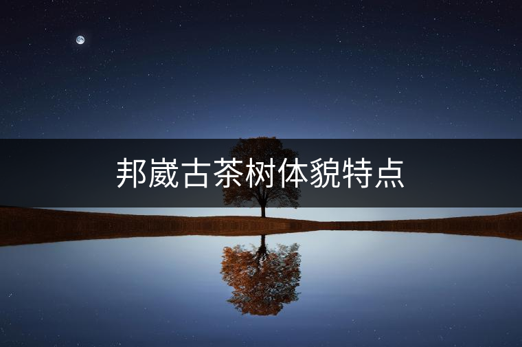 邦崴古茶樹體貌特點 邦崴古茶樹體貌特點