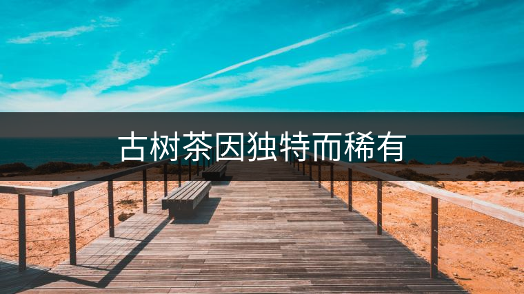 古樹茶因獨特而稀有