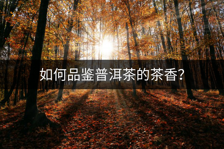 如何品鑒普洱茶的茶香？