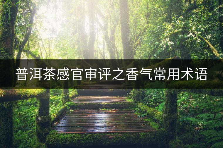 普洱茶感官審評之香氣常用術語 普洱茶感官審評之香氣常用術語