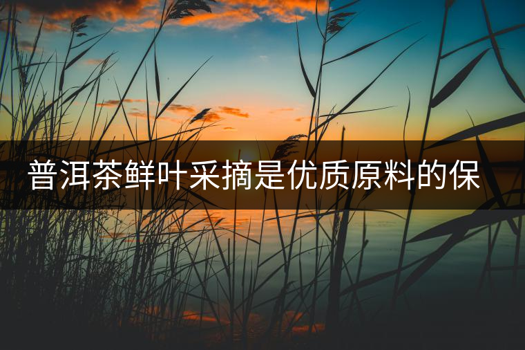 普洱茶鮮葉采摘是優(yōu)質(zhì)原料的保證 普洱茶鮮葉采摘是優(yōu)質(zhì)原料的保證