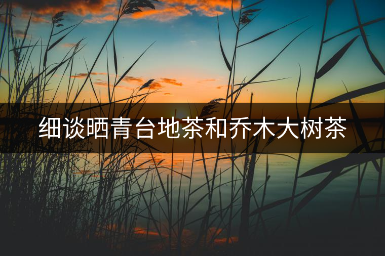 細(xì)談曬青臺地茶和喬木大樹茶