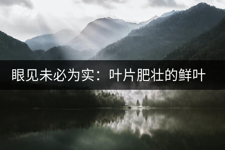 眼見未必為實：葉片肥壯的鮮葉品質(zhì)一定格外優(yōu)異？