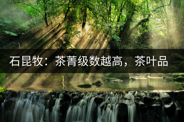 石昆牧：茶菁級數(shù)越高，茶葉品質(zhì)就越好？