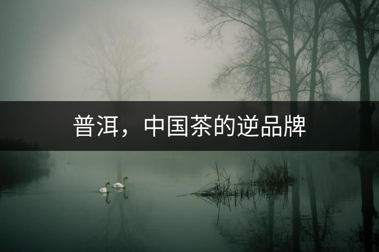 普洱，中國茶的逆品牌