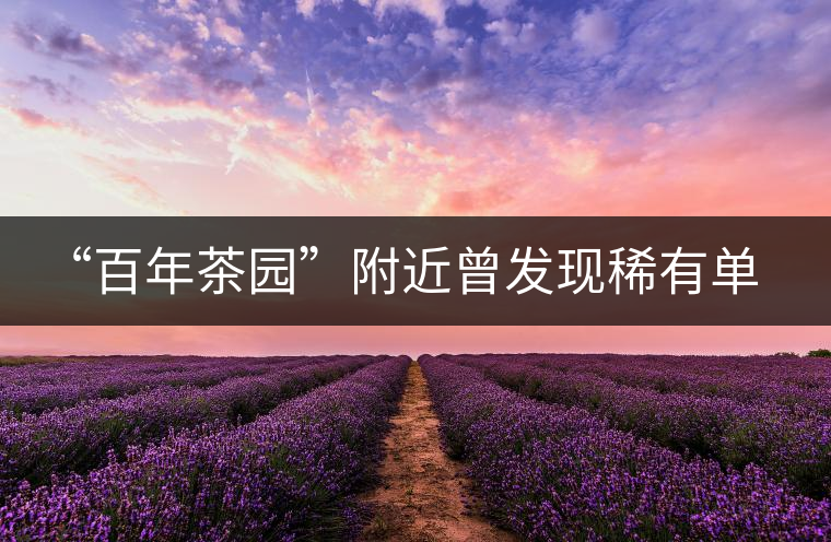 “百年茶園”附近曾發(fā)現(xiàn)稀有單株“紫陽(yáng)一號(hào)” “百年茶園”附近曾發(fā)現(xiàn)稀有單株“紫陽(yáng)一號(hào)”
