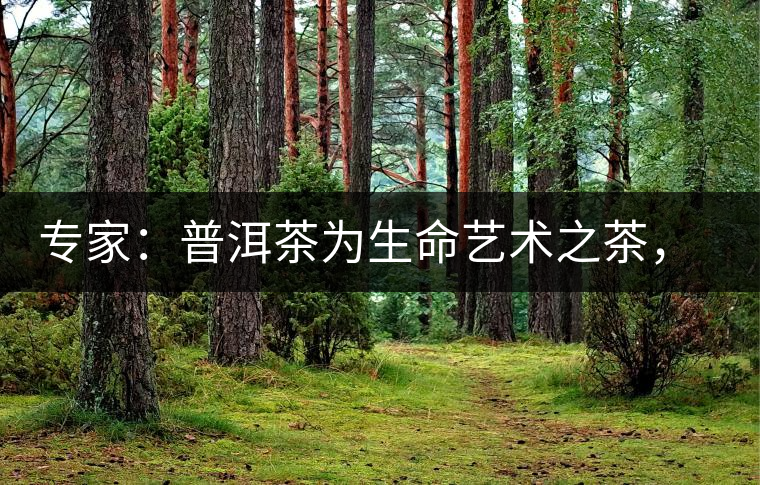 專家：普洱茶為生命藝術之茶，現(xiàn)低價時期可投資收茶