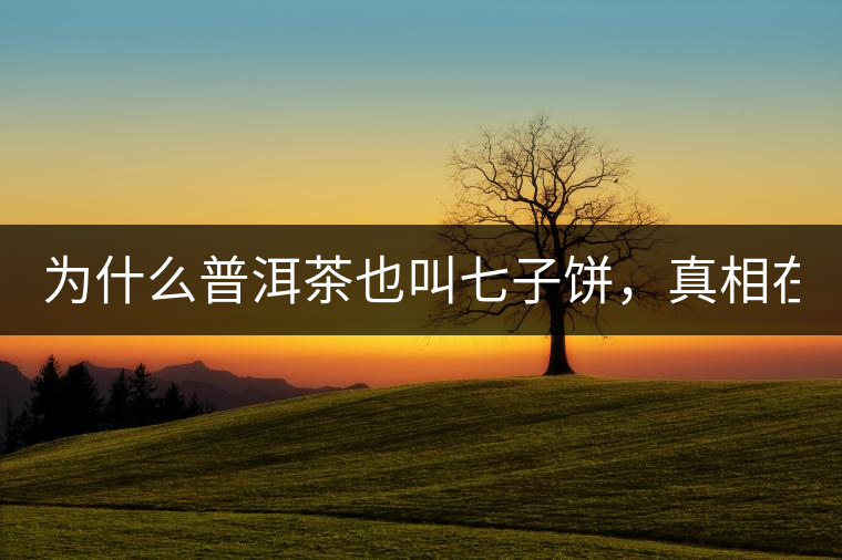 為什么普洱茶也叫七子餅，真相在這里！