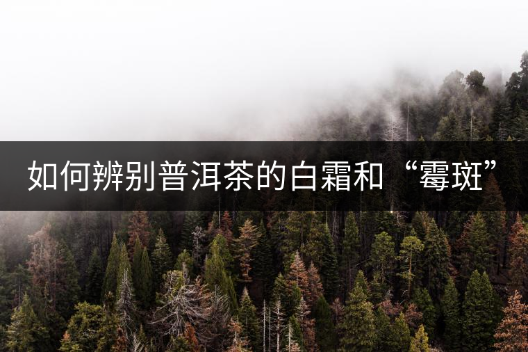 如何辨別普洱茶的白霜和“霉斑”？
