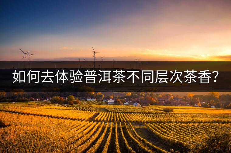 如何去體驗普洱茶不同層次茶香？