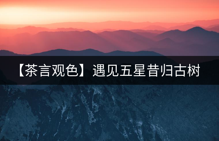【茶言觀色】遇見五星昔歸古樹之美 【茶言觀色】遇見五星昔歸古樹之美
