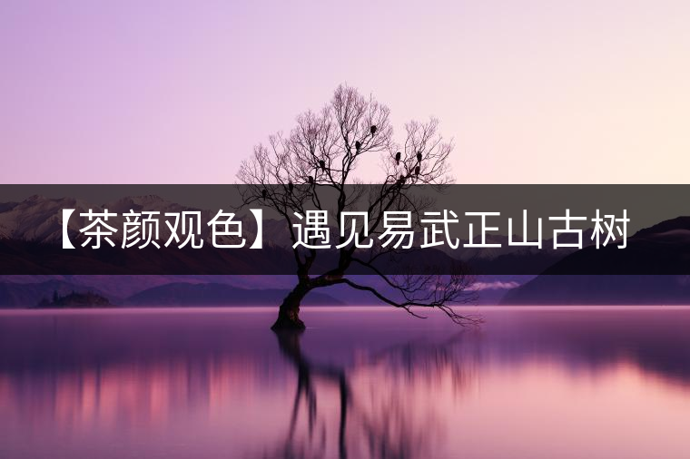 【茶顏觀色】遇見易武正山古樹之美 【茶顏觀色】遇見易武正山古樹之美