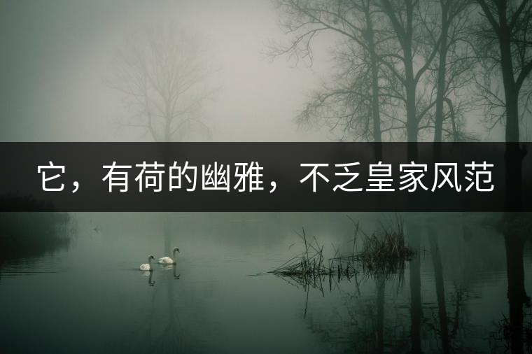 它，有荷的幽雅，不乏皇家風(fēng)范