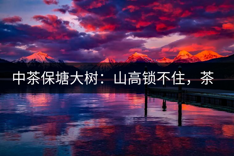 中茶保塘大樹(shù)：山高鎖不住，茶好名自傳