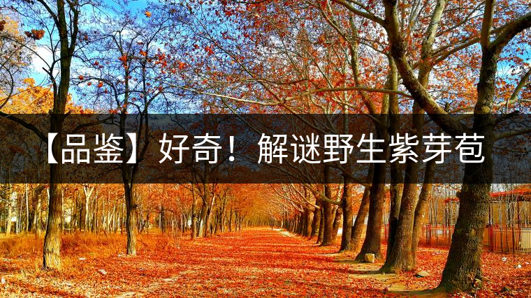 【品鑒】好奇！解謎野生紫芽苞的口感