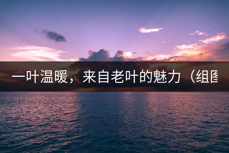 一葉溫暖，來自老葉的魅力（組圖）