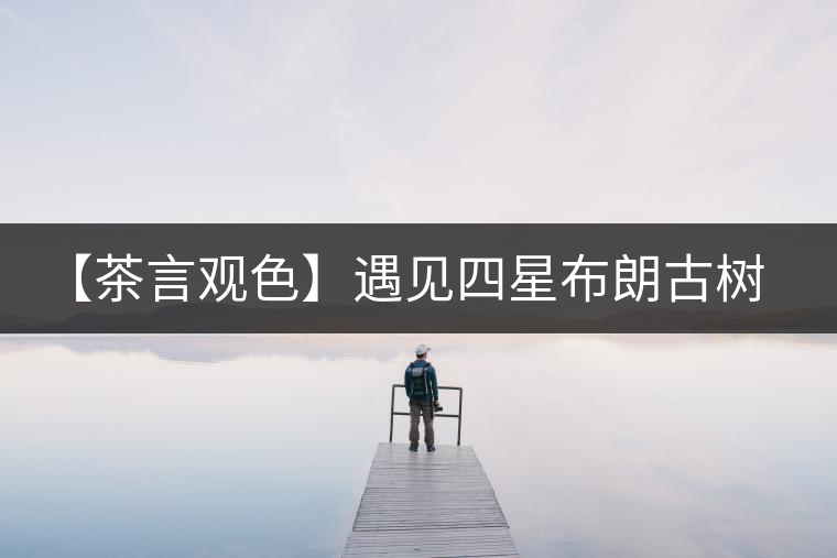 【茶言觀色】遇見四星布朗古樹之美 【茶言觀色】遇見四星布朗古樹之美