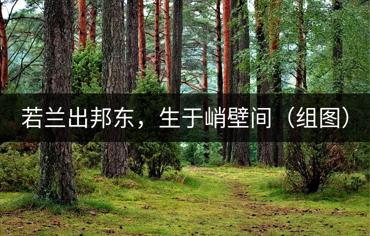 若蘭出邦東，生于峭壁間（組圖）