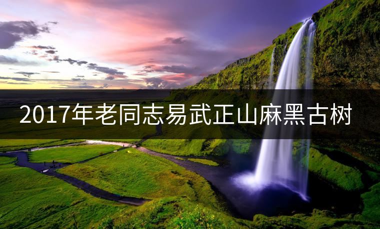 2017年老同志易武正山麻黑古樹茶上市 2017年老同志易武正山麻黑古樹茶上市