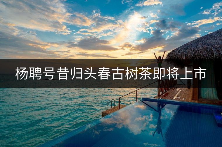楊聘號昔歸頭春古樹茶即將上市 楊聘號昔歸頭春古樹茶即將上市
