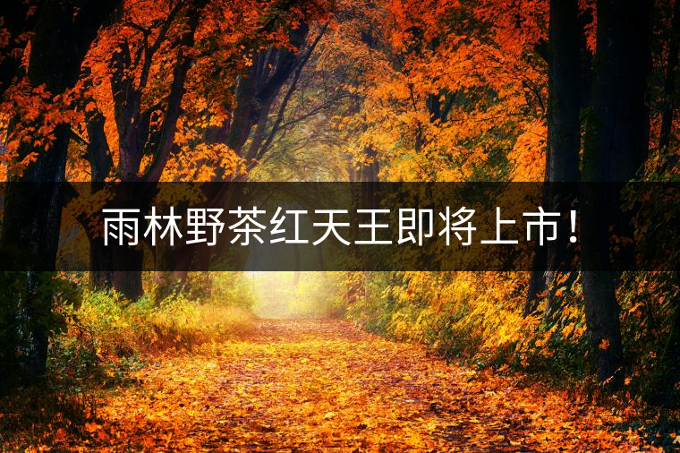 雨林野茶紅天王即將上市！