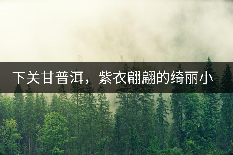 下關(guān)甘普洱,紫衣翩翩的綺麗小餅 下關(guān)甘普洱,紫衣翩翩的綺麗小餅
