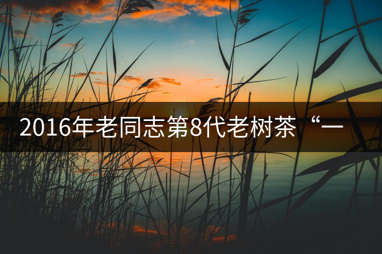 2016年老同志第8代老樹(shù)茶“一號(hào)熟”即將上市