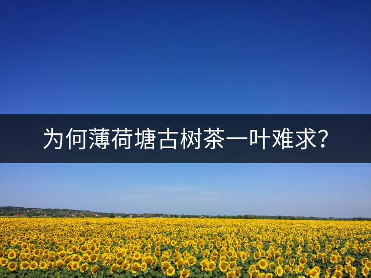 為何薄荷塘古樹茶一葉難求？